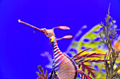 Close-up of a colorful seahorse at the aquarium in Singapore