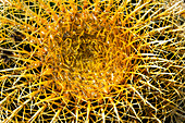 Bright yellow flower on a cactus in the sunlight, Scottsdale, Arizona, USA