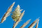 Reed grass glows in the sun against a blue sky, Blenheim, New Zealand