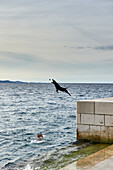 A dog jumps into the water and catches a ball thrown at him, Zadar, Croatia, Europe,