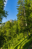 Blick durch den Bergwald zur Zwölferspitz beim Aufstieg zum Hochgern. Chiemgauer Alpen, Oberbayern, Bayern, Deutschland