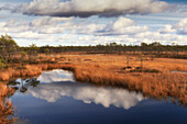 Moorsee, Herbstfarben Sandra, Viljandi, Estland. Spiegelung im Wasser, Baltikum