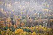 autumn forest. fall colors. Fog. Colorful. Sigulda, Latvia, Baltic States.