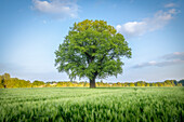 Upmeyer's oak. Old big oak tree on a summer field. Melle, Osnabrück Land, Lower Saxony.