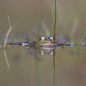 Frog on the water surface, reflection, look.