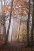 Waldweg im Herbst, Nebel. Herbstlaub. Oberrotweil, Vogtsburg im Kaiserstuhl, Baden-Württemberg, Deutschland.