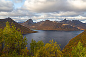 Fjord Traelvika in autumn, Husoy, Troms, Senja, Norway. trees in the foreground.