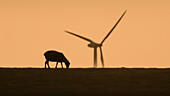 sheep on dike. Windmill. Silhouette. Varel, Friesland, Lower Saxony. Germany.