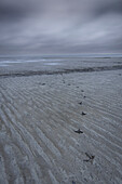 Bird tracks in the mud flats to the horizon. Hooksiel, Friesland, Lower Saxony, Germany.