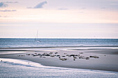 Gray seals on sandbank in front of Borkum, Lower Saxony, Germany