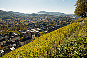 Vineyard in autumn, Schlossberg, Freiburg im Breisgau, Baden-Württemberg, Germany