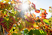 Herbstlich verfärbtes Weinlaub, Schlossberg, Freiburg im Breisgau, Schwarzwald, Baden-Württemberg, Deutschland