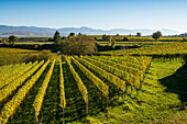 Vineyards in autumn, Tuniberg, near Freiburg im Breisgau, Baden-Württemberg, Germany
