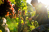 Grape harvest, Schlossberg, Freiburg im Breisgau, Baden-Württemberg, Germany