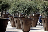 Olive trees in troughs, Parc Oliwkowy de la Rouge, Rue du Lacydon, Marseille, Bouches-du-Rhone, Provence-Alpes-Cote d'Azur, France