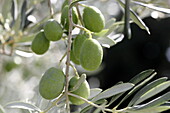Salonenque Olives, Maussane-les-Alpilles, Bouches-du-Rhone, Provence-Alpes-Côte d'Azur, France