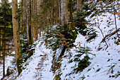 Wanderweg im verschneiten Fichtenwald bei Fischbachau, Oberbayern, Bayern, Deutschland