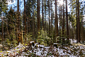 Fischbachauer Märchenwald, verschneiter Fichtenwald auf der Märchenwaldrunde bei Fischbachau, Oberbayern, Bayern, Deutschland