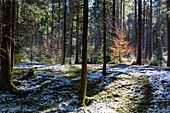 Fischbachauer Märchenwald, verschneiter Fichtenwald mit jungen Buchen, Bayern, Deutschland