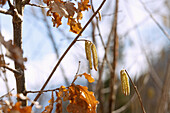 männliche Blütenkätzchen der Gemeinen Hasel, Corylus avellana zwischen Zweigen einer jungen Eiche mit Herbstblättern, Bayern, Deutschland