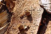 Tree bark with scars and old beechnuts in the forest