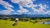 Kühe auf der Weide, Hergratsrieder See, Alpen, bei Füssen, Ostallgäu, Allgäu, Bayern, Deutschland, Europa