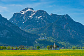 Blossoming dandelion meadow, behind it the pilgrimage church of St. Coloman, Neuschwanstein Castle and the Säuling, 2047m, Allgäu, Bavaria, Germany, Europe