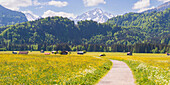 Almwiese, Lorettowiesen near Oberstdorf, the Allgäu Alps in the background, Allgäu, Bavaria, Germany, Europe