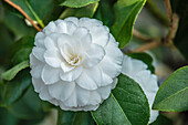 Close-up of a Camellia Japonica Centifolia Alba flower at the Camellia Flower Show at Landschloss Pirna Zuschendorf in Saxony, Germany