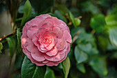 Close-up of a Camellia Japonica Saccoi flower at the Camellia Flower Show at Landschloss Pirna Zuschendorf in Saxony, Germany