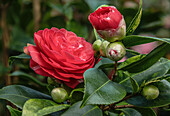 Close-up of a Camellia Japonica Mathotiana flower at the Camellia Flower Show at Landschloss Pirna Zuschendorf in Saxony, Germany