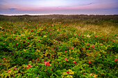 Rose hips and beach grass in the dune landscape in the evening mood with a pastel-colored cloudy sky. Darß, Fischland-Darß-Zingst, Mecklenburg-Western Pomerania, Western Pomerania Lagoon Area National Park, Baltic Sea