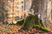Moosbewachsner Baumstamm im Wald. Herbstlaub.