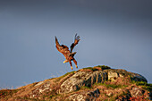 Sea eagle taking off from the rock, Bo, Nordland, Norway.