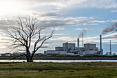 Gnarled tree, behind it the Elbe and the Magdeburg-Rothensee waste-to-energy plant, Magdeburg, Saxony-Anhalt, Germany