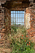 Blick auf ein Mohn verwachsenes Fenster, Drizzona, Provinz Cremona, Italien, Europa