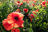 Mohnblumen im Gegenlicht, Provinz Cremona, Italien, Europa