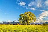 View of the Bavarian Prealps with oak, Riegsee, Upper Bavaria, Bavaria, Germany