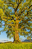 Oak tree in spring, Riegsee, Upper Bavaria, Bavaria, Germany