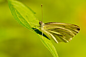 A brown skipper butterfly in the sunny spring light, Bavaria, Germany