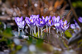 Colorful crocuses in spring forest, Bavaria, Germany