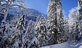 Romantischer Spaziergang um den winterlichen Eibsee, Garmisch-Partenkirchen, Bayern, Deutschland
