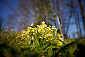 Cowslips in sunny spring forest, Bavaria, Germany