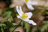 Wood anemone, Anemone nemorosa