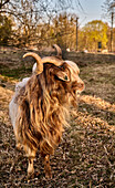 A Dutch country goat roams in the spring evening sun, Rhöndorf, Bad Honnef, NRW, Germany