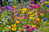 Blumenwiese für Insekten, bei Staufen im Breisgau, Markgräflerland, Schwarzwald, Baden-Württemberg, Deutschland