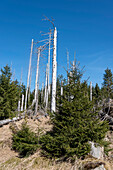 Dead forest, young pines, Goetheweg, hiking trail to the Brocken, Harz National Park, Torfhaus, Lower Saxony, Germany