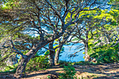 Pine trees on the coast of Kolocep island near Dubrovnik, Croatia