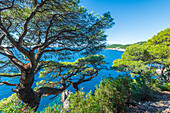 Kiefern an der Küste der Insel Koločep nahe Dubrovnik, Kroatien