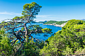 Küste der Insel Koločep nahe Dubrovnik, Kroatien